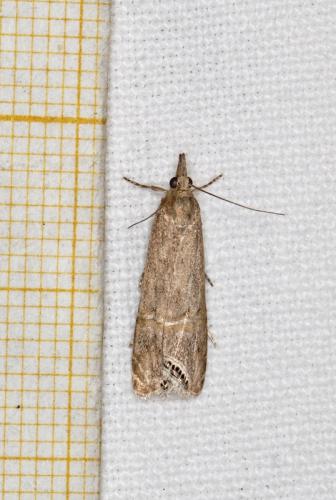 Réf. 224 840 : Euchromius ocellea